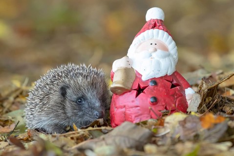 European hedgehog