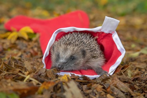 European hedgehog