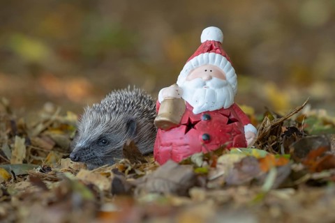 European hedgehog