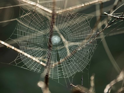 Spider's web against the light