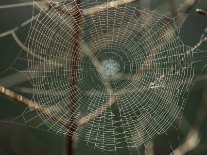 Spider's web against the light