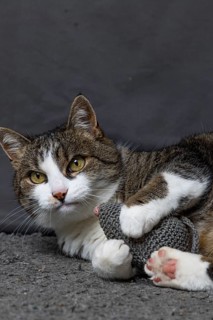 Felidae