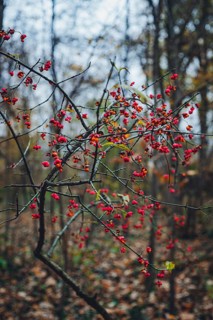 European spindle