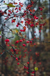 European spindle