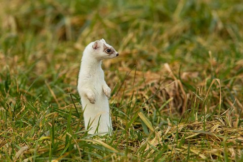 Ermine in white winter coat standing in meadow looking from front right