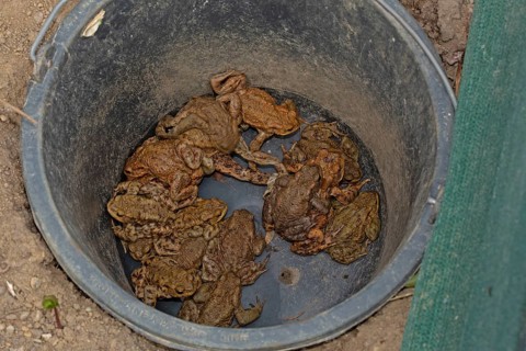 Common toad several animals sitting in bucket near toad protection fence various seeing