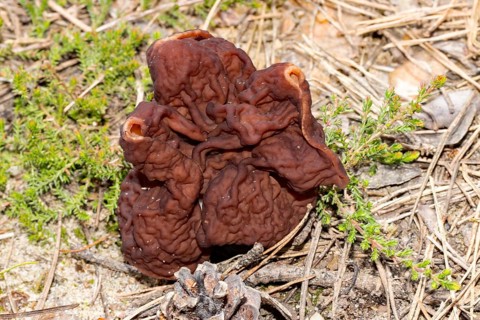 Spring Lorikeet maroon brain-like fruiting body in needle litter