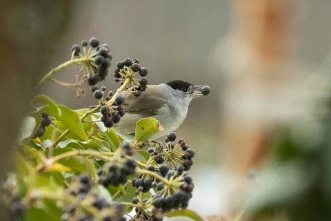 Blackcap male with berry in open beak sitting in ivy bush with berries looking right