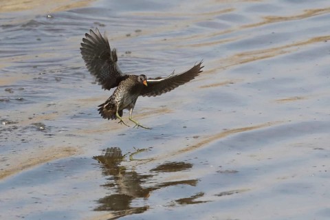 Spotted crake with open wings flying over water looking obliquely from front right