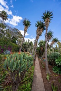 Cacti