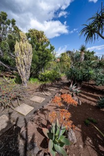 Cacti and flowering agave in the Botanical Garden