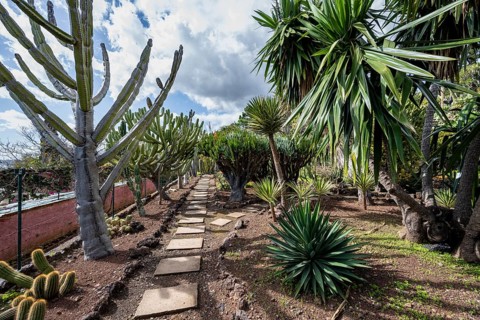Cacti