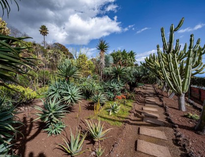Cacti