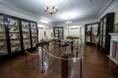 Exhibition room with stuffed animals