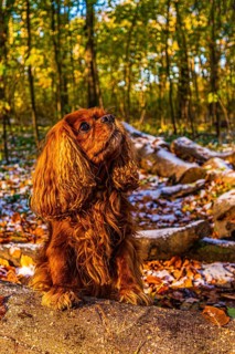 A dog