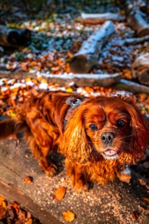 A dog