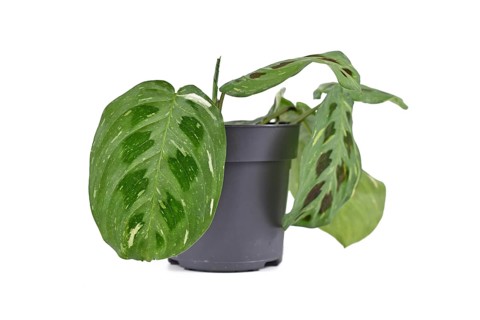 Tropical 'Maranta Leuconeura Kerchoveana Variagata' houseplant with spotted leaves in flower pot isolated on white background