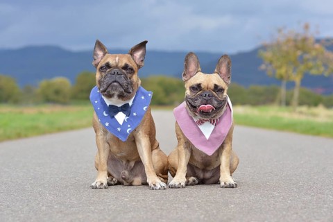 Two beautiful brown French Bulldogs sitting next to each other wearing matching neckerchiefs with elegant bow ties