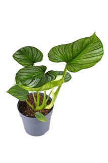 Tropical 'Philodendron Mamei' houseplant with with silver pattern in flower pot on white background