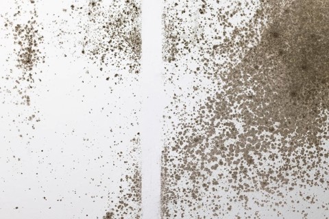 Aspergillus fungal mold growing on white room wall