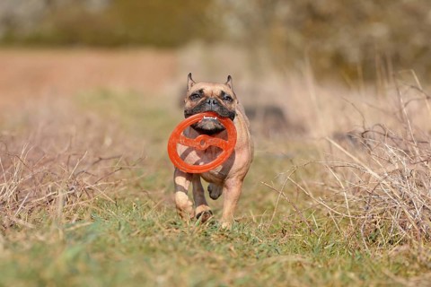 French Bulldog dog playing fetch with a flying disc toy