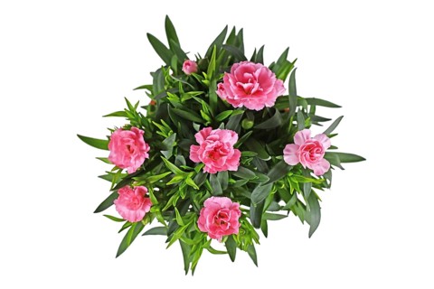 Top view of pink