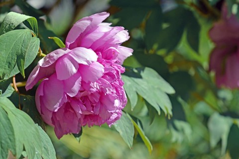 Pink Chinese peony flower in full bloom in early spring on blurry leaf background