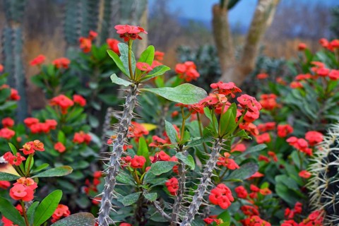 Exotic Crown Of Thorns
