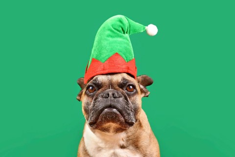French Bulldog dog dressed up with Christmas elf costume hat in front of green background
