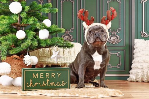 French Bulldog dog with reindeer costume antlers sitting next to Christmas tree