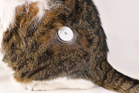 Diabetic cat with glucose monitoring sensor system used to permanently keep track of blood sugar level
