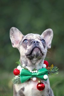Small merle colored French Bulldog dog puppy wearing seasonal Christmas collar with green bow tie looking up on blurry background with copy space