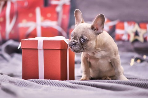 Cute French Bulldog dog puppy nibbling at ribbon of red Christmas gift box surrounded by seasonal decoration