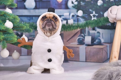 Funny French Bulldog dog wearing snowman winter costume with stick arms and top hat surrounded by Christmas tree and gift boxes in background