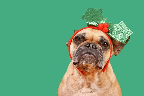 Fawn colored French Bulldog dog with Christmas mistletoe headband on green background