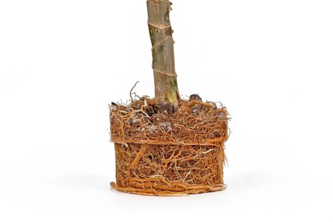 Very rootbound root ball of houseplant