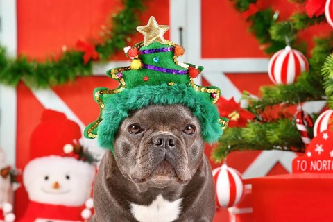 French Bulldog dog wearing funny Christmas tree headband in front of seasonal decoration