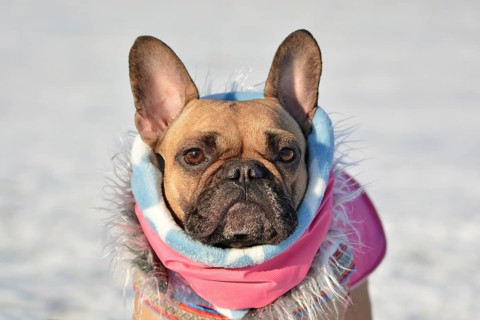 Head of cute French Bulldog dog wearing a pink winter scarf and fur coat in front of blurry winter snow landscape in background