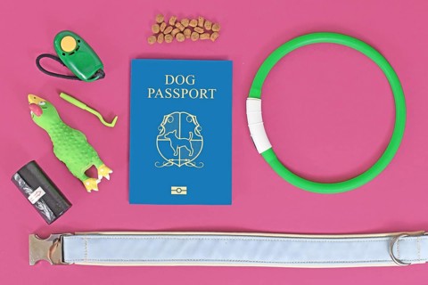 Concept of traveling with dogs showing made up blue dog passport next to pet supplies like collar
