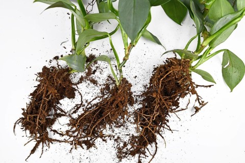 Roots of small exotic houseplants before repotting with expanded clay pellets cultivated in passive semi hydroponics on white background