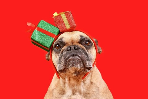 Cute French Bulldog with Chritsmas gift box headband on red background