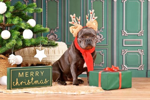 French Bulldog dog with reindeer costume antlers and red winter scarf sitting next to Christmas tree