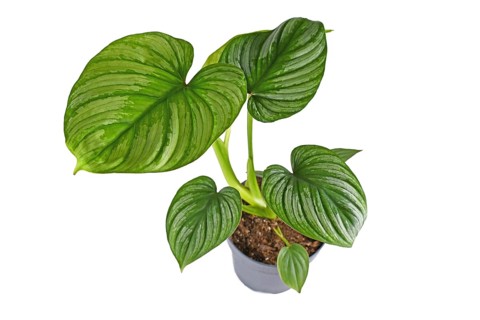 Tropical 'Philodendron Mamei' houseplant with with silver pattern in flower pot on white background