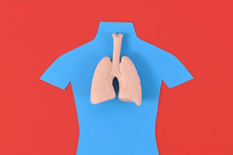 Lung organ model on blue person shaped silhouette