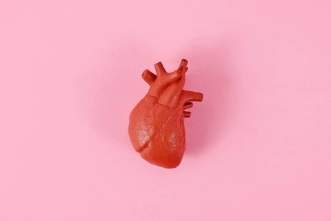 Single heart organ model on pink background
