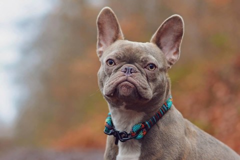Portrait of diluted colored lilac brindle female French Bulldog dog with grayish fur color and light amber eyes wearing violet woven rope collar in front of blurry background