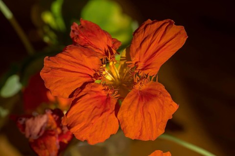 Flower of a small nasturtium