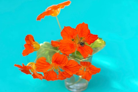 Small nasturtium