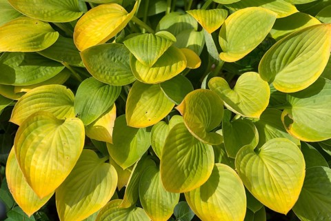 Autumn leaves of a hosta