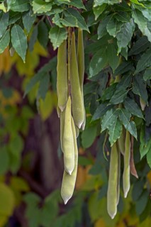 Inflorescences of wisterias